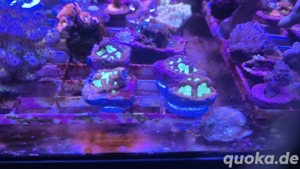 Meerwasser Aquarium Korallen SPS LPS Favia Montipora
