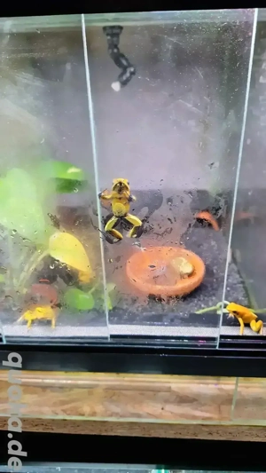 Übergabe in Hamm möglich: Phyllobates Terribilis, Schrecklicher Pfeilgiftfrosch