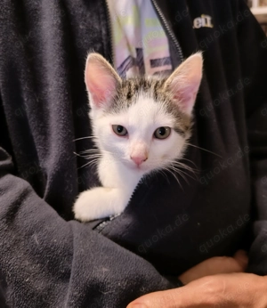 Katzenbaby  zu verkaufen