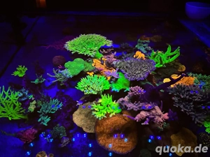 Korallenableger LPS SPS Euphyllias Weichkorallen