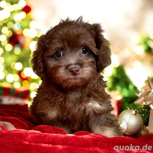 Herzallerliebste Bolonka Zwetna Welpen 