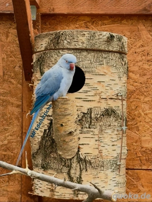 halsbandsittich paar 