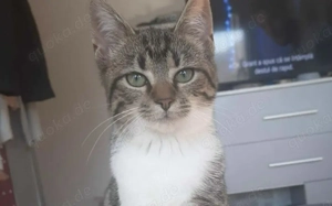 Katzenbaby Leila mit viel Herz