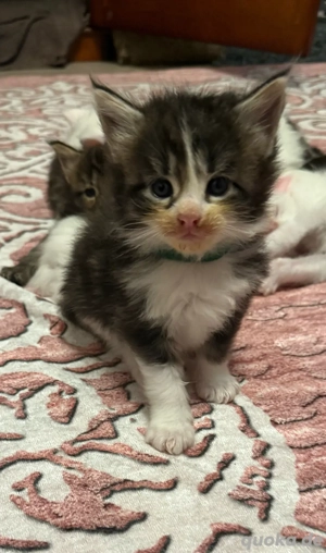 Wunderschöne Maine Coon Babys, die Ihr Herz erobern!