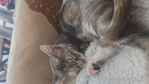 Hübsches Katzenmädchen 