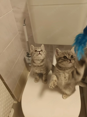 BKH Kitten zu verkaufen 