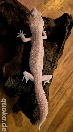 leopardgecko 1,0 Mack super snow raptor