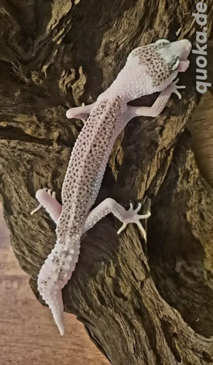 Leopardgecko 0,1 High Pied Super snow