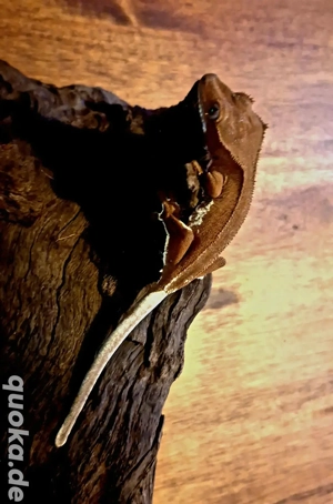 Kronengeckos Abzugeben 