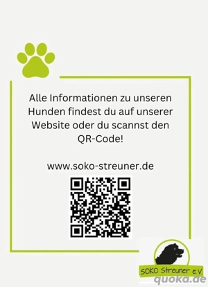 Ikarus ist ein liebenswertes Powerpaket  Bild 4