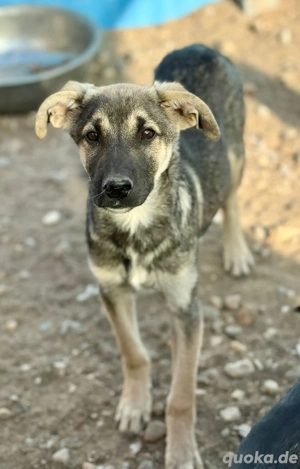 Böllchen sucht liebe, geduldige Menschen  Bild 4