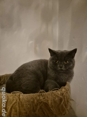 britisch Kurzhaar Katze 7 monate und 5 tag alt