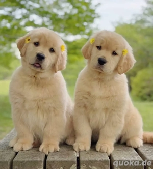 Golden-Retriever-Welpen (männlich und weiblich) suchen ein neues Zuhause