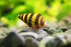 Raubschnecke Clea helena