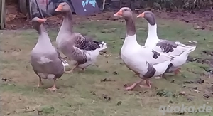 Gänse Küchenfertig 