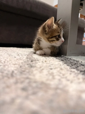 Wünderschöne Babykatzen