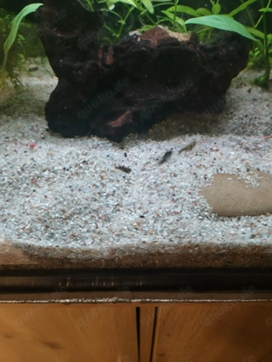 Kleine Molly (schwarz und marmoriert)