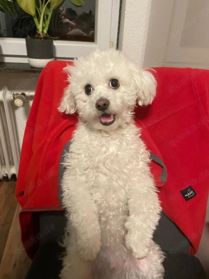 Timi in gute Hände abzugeben