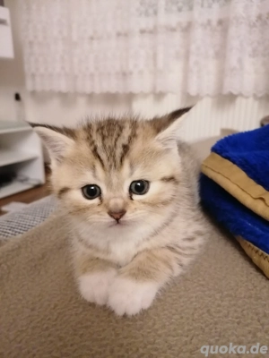 Süße Kätzchen suchen neues Zuhause 