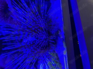 Bleistift Diadem Seeigel