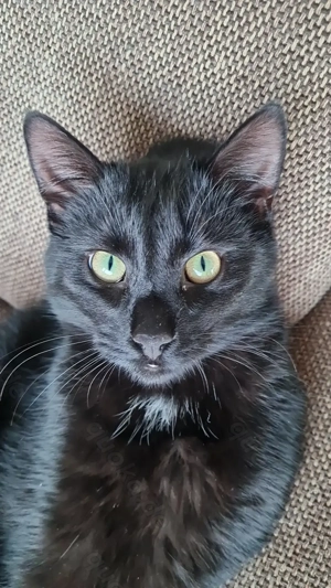 2 liebe schwarze Katzen suchen neues Zuhause 