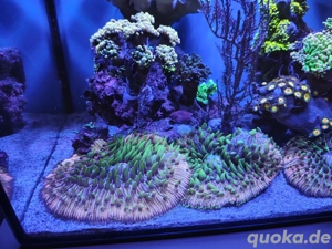 Meerwasser Korallen Ableger SPS LPS Zoas Anemone