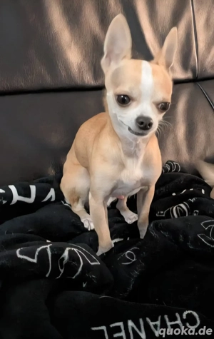 Chihuahua Deck Rüde mini