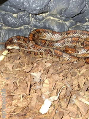 Kornnatter (Pantherophis guttatus) 