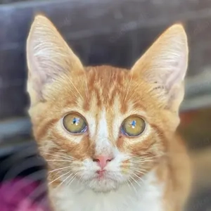 Collin, geb. ca. 07 2025, lebt in GRIECHENLAND, auf einer privaten Pflegestelle 