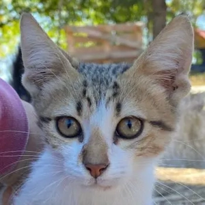 Fenris, geb. ca. 07 2025, lebt in GRIECHENLAND, auf einer privaten Pflegestelle