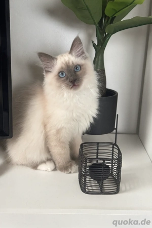 süßer heilige birma kater 3,5 mo alt reinrassige