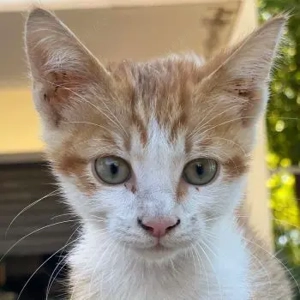 Nilo, geb. ca. 07 2025, lebt in GRIECHENLAND, auf einer privaten Pflegestelle 