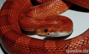 schlangen 