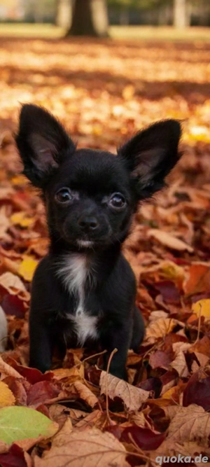 Chihuahua Welpe langhaar