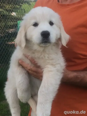 Golden-Retriever-Welpen