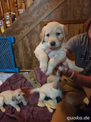 Golden-Retriever-Welpen
