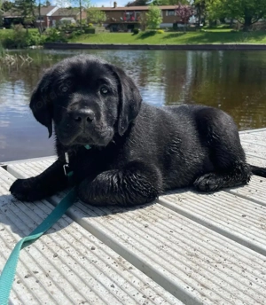 Niedliche und gesunde Labradorwelpen zu verkaufen.   