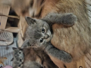 Bkh kitten können absofort reserviert werden