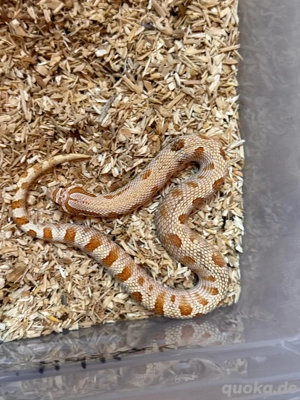 Heterodon Nasicus,Hakennasennatter