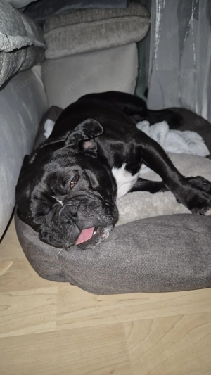 Exotic bully such ein schönes zuhause