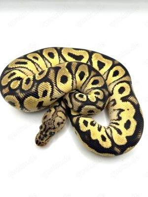 Königspython 1.0 Orange Dream Spotnose Gravel Pastel Clown 