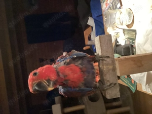 Handaufzucht Neuguinea Edelpapagei 1.1