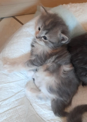 Sibirientaigas - 30 Jahre Sibirische Katzen