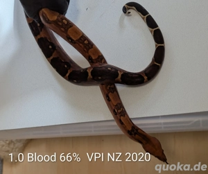 Boa Blood, IMG, Jungle 