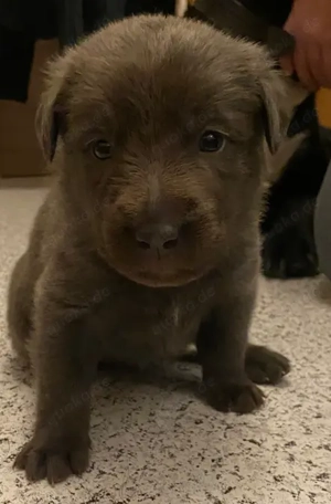 Labrador   Golden Retriever - Mix Welpen