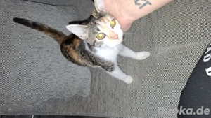  kleine katze Zoe sucht ein neues Zuhause 