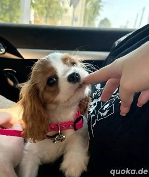 Reinrassiger Cavalier King Charles Spaniel