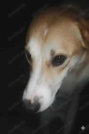 Levina - schenkst du ihr ein liebevolles Zuhause? Bild 3