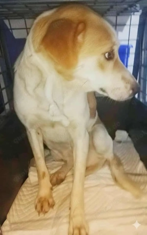 Levina - schenkst du ihr ein liebevolles Zuhause? Bild 2