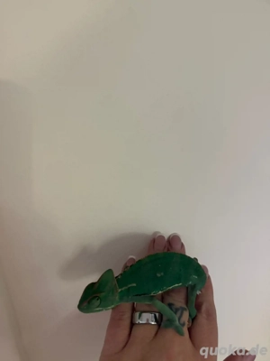 Exo Terra Pro Paludarium, 90x45x90cm